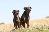 BEAUCERON 135